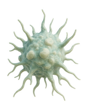 Diverse-shaped antigen-presenting cell with dendritic projections.