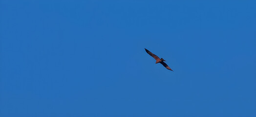 Reddish-Brown Kite or Hawk Soaring High in the Vast Deep Blue Sky