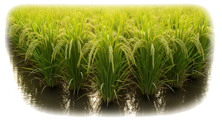 Rows of green rice plants growing in flooded paddy fields, isolated on a transparent background, cutout, PNG