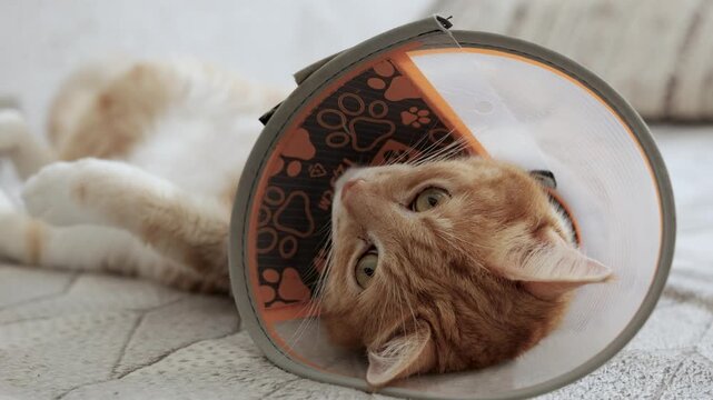 A red-haired cat in a cone-shaped protective collar is lying on the couch at home