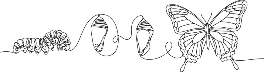 Butterfly Metamorphosis in Line Art