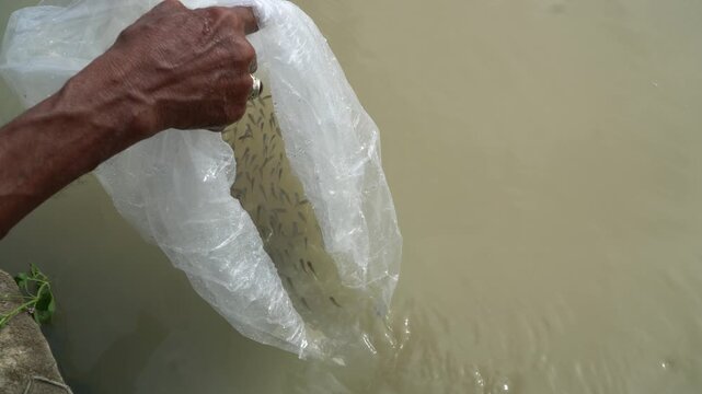 Fish Restocking Activity &ndash; Releasing Juvenile Fish into Natural Waters for Aquaculture, Conservation, and Fisheries Enhancement Program