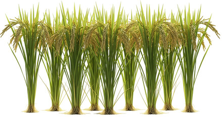 Ripe golden rice stalks with green leaves and roots, isolated on a transparent background, cutout, PNG