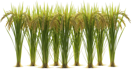 Ripe golden rice stalks with green leaves and roots, isolated on a transparent background, cutout, PNG