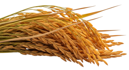 Golden Rice Stalks with Green Stems and Dry Leaves, isolated on a transparent background, cutout, PNG