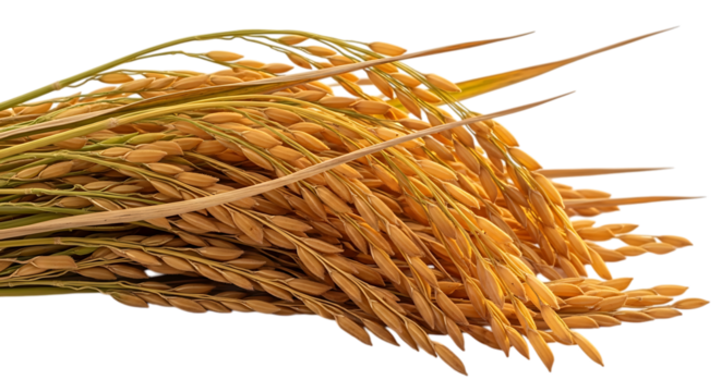 Golden Rice Stalks with Green Stems and Dry Leaves, isolated on a transparent background, cutout, PNG - Powered by Adobe