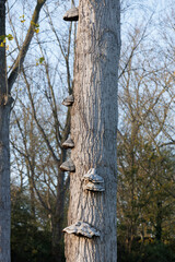 Fototapeta premium Mushrooms growing on a weathered tree in Nederland during early spring