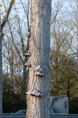 Unique tree with interesting growths in Nederland showcasing nature's beauty at sunset