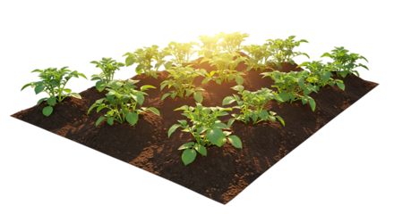 Young potato plants growing in neat rows of dark soil, isolated on a transparent background, cutout, PNG