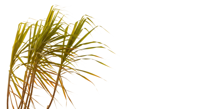 Tall green and yellow grass stalks with thin blades, isolated on a transparent background, cutout, PNG