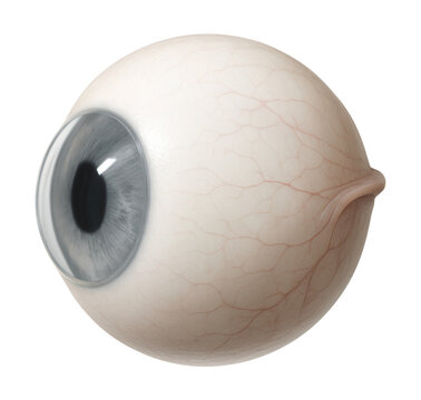 Side view of the eye showing sclera, cornea, and conjunctiva clearly defined.