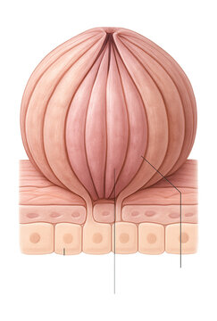 Diagram of a human taste bud showing supporting and basal cells.