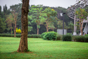 natural background of many species of plants that are laid out in the park, for the propagation of the species and to provide shade for those who stop by while traveling to study the ecology.