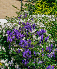 Aconitum and Hibiscus
