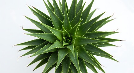 A vibrant starburst arrangement of thick, spiky leaves from an Aloe Vera plant, isolated for design use.