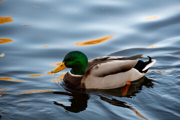 Fototapeta premium A beautiful male Mallard Duck paddling on the water a local pond.