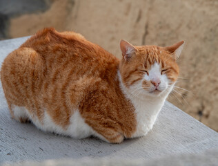A red-haired Greek cat basks in the sun in Greece