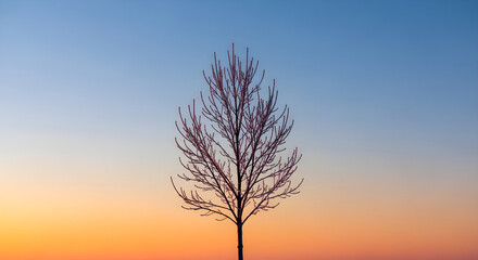 Solitary bare tree silhouetted against a vibrant gradient sunset sky