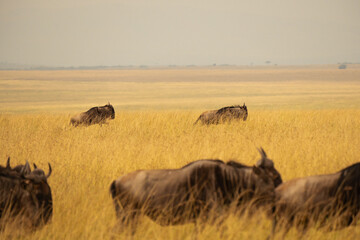 Wildebeest Herd Crossing the Savanna