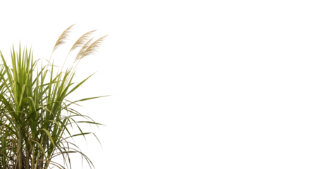 Tall green reeds with feathery white tops, isolated on a transparent background, cutout, PNG