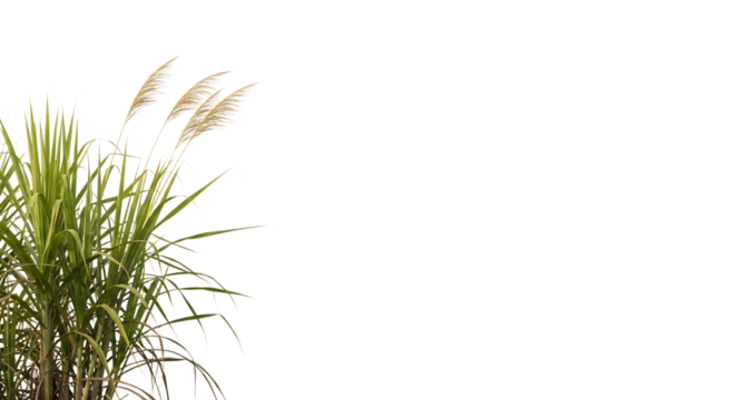 Tall green reeds with feathery white tops, isolated on a transparent background, cutout, PNG