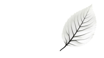 Detailed White Leaf on Transparent Background
