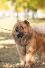 A fluffy, brown, thick-coated dog with a playful disposition, the Chow Chow strolls through a sun-drenched park surrounded by colorful autumn leaves, demonstrating a joyful time spent outdoors.