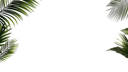 Tropical Palm Leaves on Transparent Background