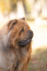 A fluffy, brown, thick-coated dog with a playful disposition, the Chow Chow strolls through a sun-drenched park surrounded by colorful autumn leaves, demonstrating a joyful time spent outdoors.