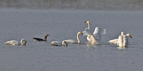 Flock of Swans Swimming Gracefully at Jijiahu Wetland Park