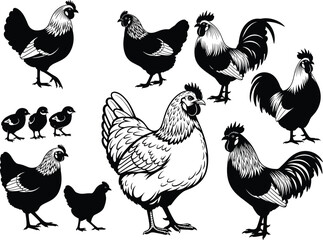 Set of chicken, rooster, and hen illustrations, including silhouettes and chicks. Isolated black and white vector collection of farm poultry.