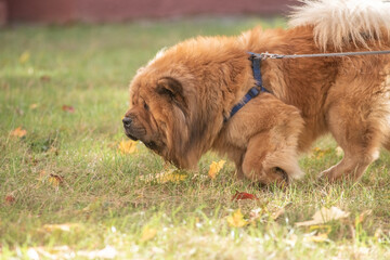 Fototapeta premium A fluffy, brown, thick-coated dog with a playful disposition, the Chow Chow strolls through a sun-drenched park surrounded by colorful autumn leaves, demonstrating a joyful time spent outdoors.