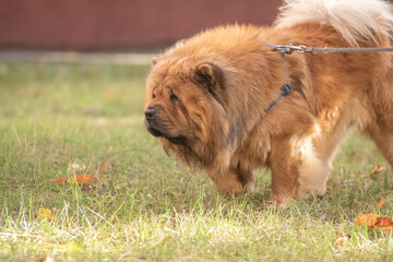 Fototapeta premium A fluffy, brown, thick-coated dog with a playful disposition, the Chow Chow strolls through a sun-drenched park surrounded by colorful autumn leaves, demonstrating a joyful time spent outdoors.