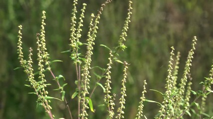 Close-up of the upper part of the stem of Ambrosia artemisiifolia: clusters of greenish-yellow baskets