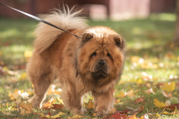Fototapeta premium A fluffy, brown, thick-coated dog with a playful disposition, the Chow Chow strolls through a sun-drenched park surrounded by colorful autumn leaves, demonstrating a joyful time spent outdoors.