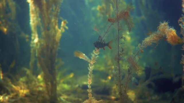 Peaceful underwater scenery of small perch swimming among aquatic plants