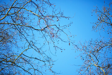 Bare winter tree branches with small seed pods set against a clear bright blue sky