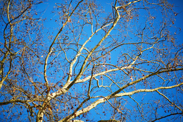 Bare winter tree branches with small seed pods set against a clear bright blue sky