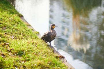 Cormorant bird standing on the grass near the water edge. Wildlife scene with a water reflection and natural outdoor environment