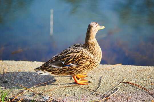 Close-up of a female mallard duck standing on a concrete edge near the water