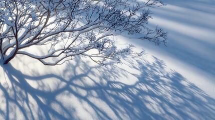 Crisp winter scene showcases a tree branch laden with fresh snow casting long shadows across a snow covered ground