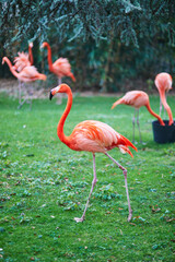 A group of bright pink flamingos standing and feeding on green grass in a natural park environment