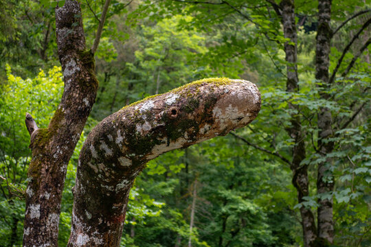 Baumstamm erinnert in seiner Form an Schlange