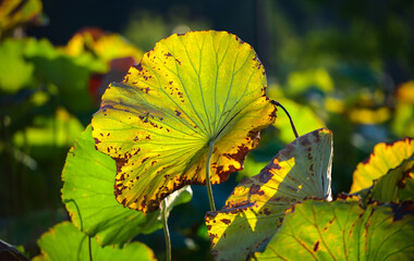 Obraz premium Autumn Lotus Pond with Yellow-Green Leaves and Natural Decay