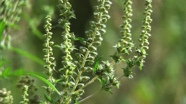 Anatomy of Allergy: Macro view of Common Ragweed (Ambrosia artemisiifolia) staminate flower heads preparing to release pollen.
