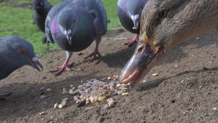 Feral Pigeons (Columba livia) and a Mallard Duck (Anas platyrhynchos) female eating seed provided by a friendly photographer.  November, Kent, UK (Slow motion x5)