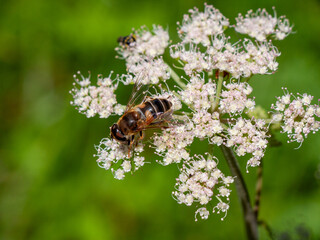 Biene auf Doldenbl&uuml;tler
