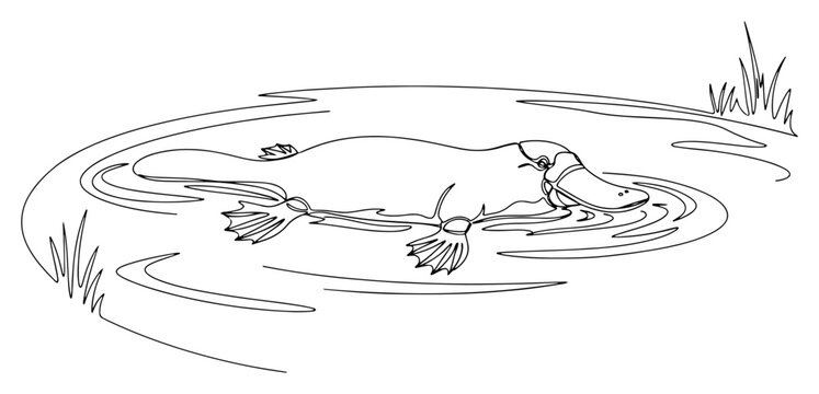 Australian platypus swimming in the water continuous one line drawing Vector illustration of a unique semi-aquatic mammal for a wildlife and nature concept