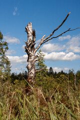 Abgestorbene Birke im Wurzacher Ried 