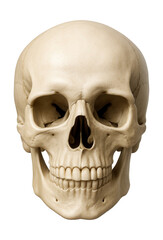 Fototapeta premium Human skull featuring a prominent brow ridge and strong jawline.